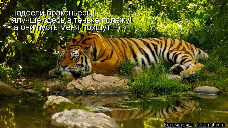 надоели браконьеры! ялучше здесь,в теньке полежу! а они пусть меня поищут =)... Котоматрица: надоели браконьеры! ялучше здесь,в теньке полежу! а они пусть меня поищут =)