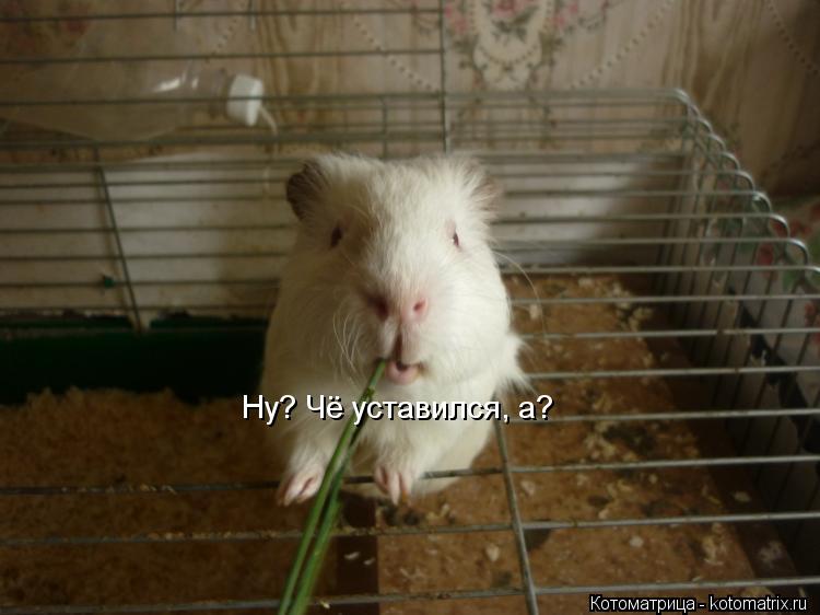 Ну? Чё уставился, а?... Котоматрица: Ну? Чё уставился, а?