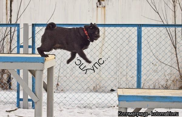 УПС... УПС...... Котоматрица: УПС... УПС...