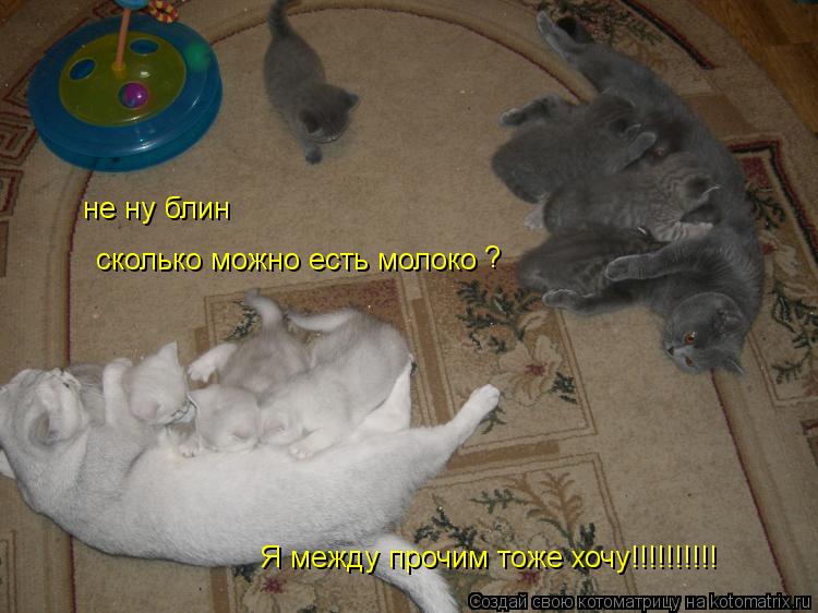 Котоматрица: не ну блин сколько можно есть молоко ? Я между прочим тоже хочу!!!!!!!!!!