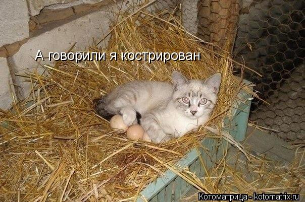 А говорили я кострирован... Котоматрица: А говорили я кострирован