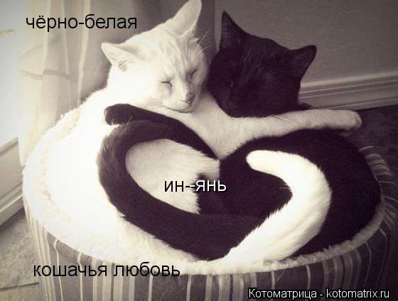 чёрно-белая кошачья любовь ин- -янь... Котоматрица: чёрно-белая кошачья любовь ин- -янь