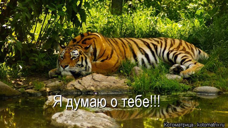 Я думаю о тебе!!!... Котоматрица: Я думаю о тебе!!!