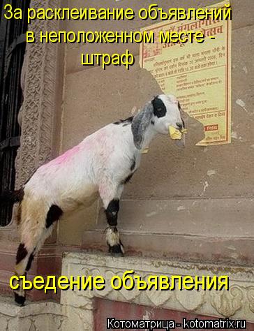 Котоматрица: За расклеивание объявлений  в неположенном месте -  штраф съедение объявления