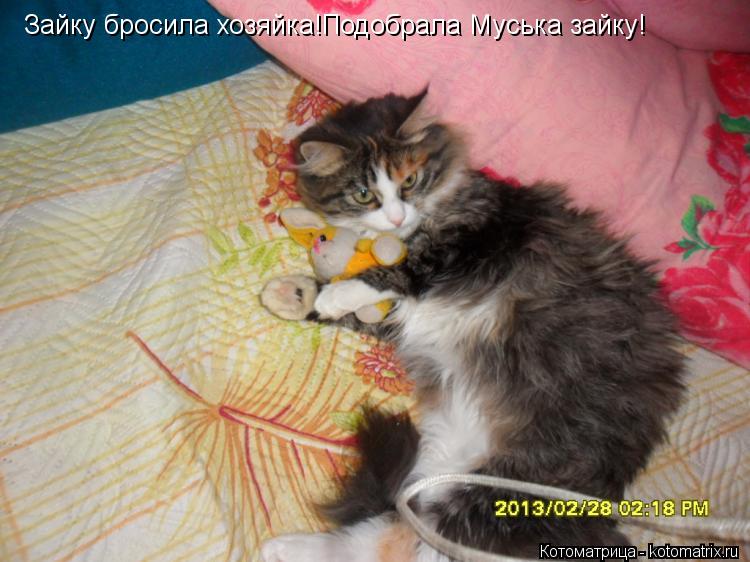 Зайку бросила хозяйка!Подобрала Муська зайку!... Котоматрица: Зайку бросила хозяйка!Подобрала Муська зайку!