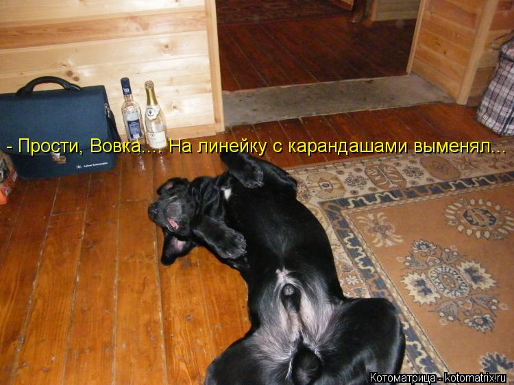 - Прости, Вовка.... На линейку с карандашами выменял...... Котоматрица: - Прости, Вовка.... На линейку с карандашами выменял...