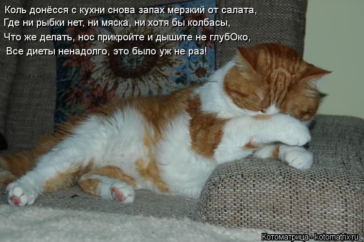 Коль донёсся с кухни снова запах мерзкий от салата, Где ни рыбки нет, ни мяска, ни хотя бы колбасы, Ч... Котоматрица: Коль донёсся с кухни снова запах мерзкий от салата, Где ни рыбки нет, ни мяска, ни хотя бы колбасы, Что же делать, нос прикройте и дышите не гл