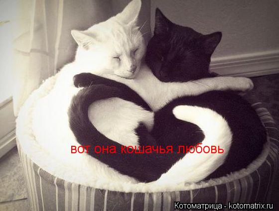 вот она кошачья любовь... Котоматрица: вот она кошачья любовь