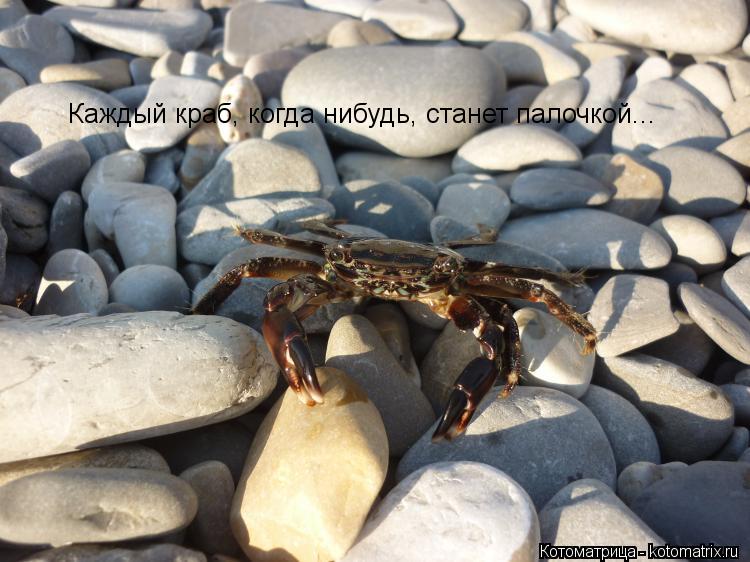 Котоматрица: Каждый краб, когда нибудь, станет палочкой...