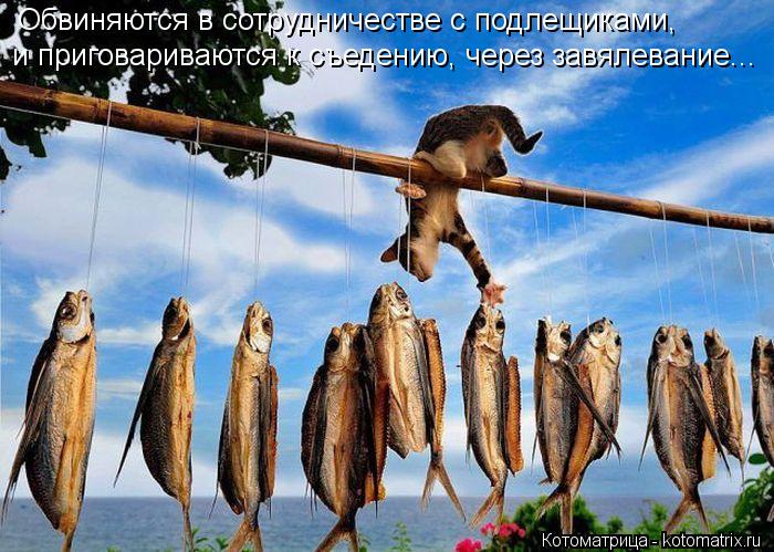 Котоматрица: Обвиняются в сотрудничестве с подлещиками, и приговариваются к съедению, через завялевание...
