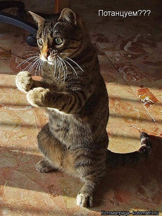 Котоматрица: Потанцуем???