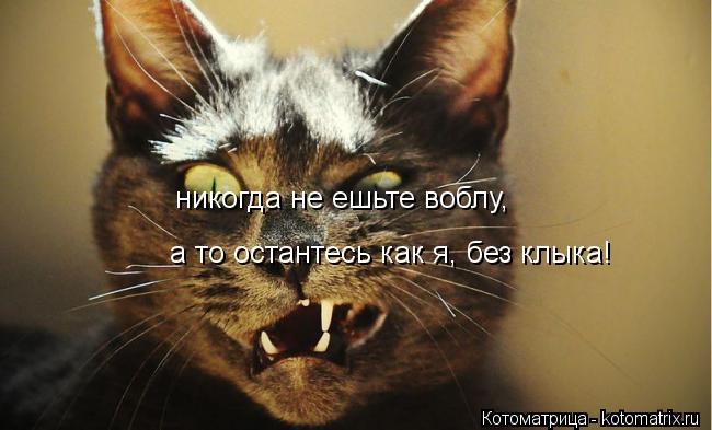 Котоматрица: никогда не ешьте воблу, а то остантесь как я, без клыка!