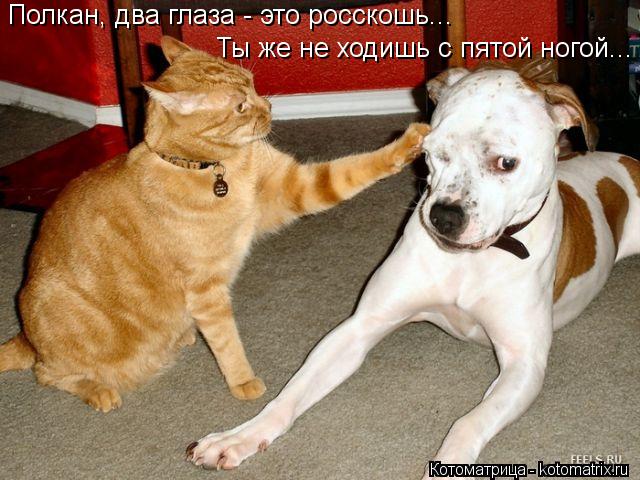 Полкан, два глаза - это росскошь... Ты же не ходишь с пятой ногой...... Котоматрица: Полкан, два глаза - это росскошь... Ты же не ходишь с пятой ногой...