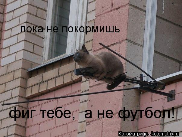 Котоматрица: пока не покормишь фиг тебе,  а не футбол!