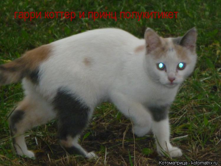 гарри коттер и принц полукитикет... Котоматрица: гарри коттер и принц полукитикет