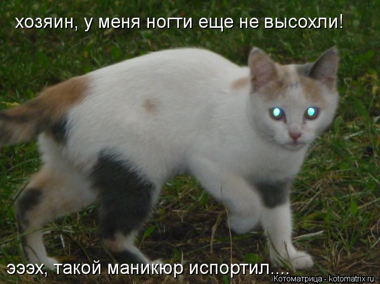 хозяин, у меня ногти еще не высохли! эээх, такой маникюр испортил....... Котоматрица: хозяин, у меня ногти еще не высохли! эээх, такой маникюр испортил....