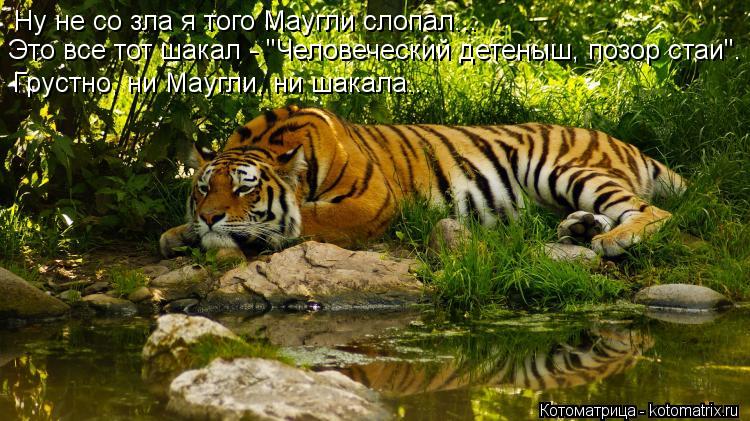 Ну не со зла я того Маугли слопал... Это все тот шакал - "Человеческий детеныш, позор стаи". Грустно,... Котоматрица: Ну не со зла я того Маугли слопал... Это все тот шакал - "Человеческий детеныш, позор стаи". Грустно, ни Маугли, ни шакала...