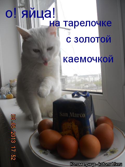 о! яйца! на тарелочке с золотой каемочкой... Котоматрица: о! яйца! на тарелочке с золотой каемочкой