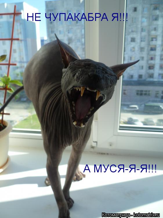 Котоматрица: НЕ ЧУПАКАБРА Я!!! А МУСЯ-Я-Я!!!