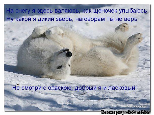 На снегу я здесь валяюсь, как щеночек улыбаюсь Ну какой я дикий зверь, наговорам ты не верь Не смотри... Котоматрица: На снегу я здесь валяюсь, как щеночек улыбаюсь Ну какой я дикий зверь, наговорам ты не верь Не смотри с опаскою, добрый я и ласковый!