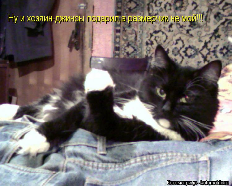 Ну и хозяин-джинсы подарил,а размерчик не мой!!! Ну и хозяин-джинсы подарил,а размерчик не мой!!!... Котоматрица: Ну и хозяин-джинсы подарил,а размерчик не мой!!! Ну и хозяин-джинсы подарил,а размерчик не мой!!!