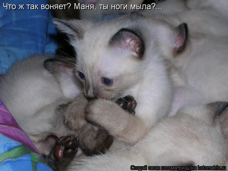 Что ж так воняет? Маня, ты ноги мыла?...... Котоматрица: Что ж так воняет? Маня, ты ноги мыла?...