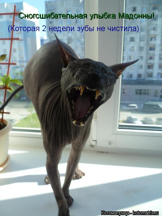 Котоматрица: Сногсшибательная улыбка Мадонны! (Которая 2 недели зубы не чистила)