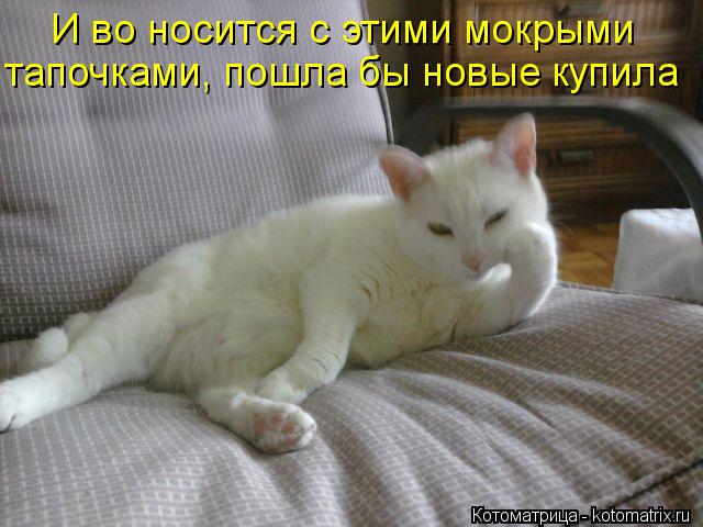 И во носится с этими мокрыми тапочками, пошла бы новые купила... Котоматрица: И во носится с этими мокрыми тапочками, пошла бы новые купила
