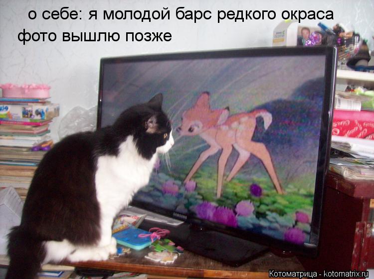 Котоматрица: о себе: я молодой барс редкого окраса фото вышлю позже