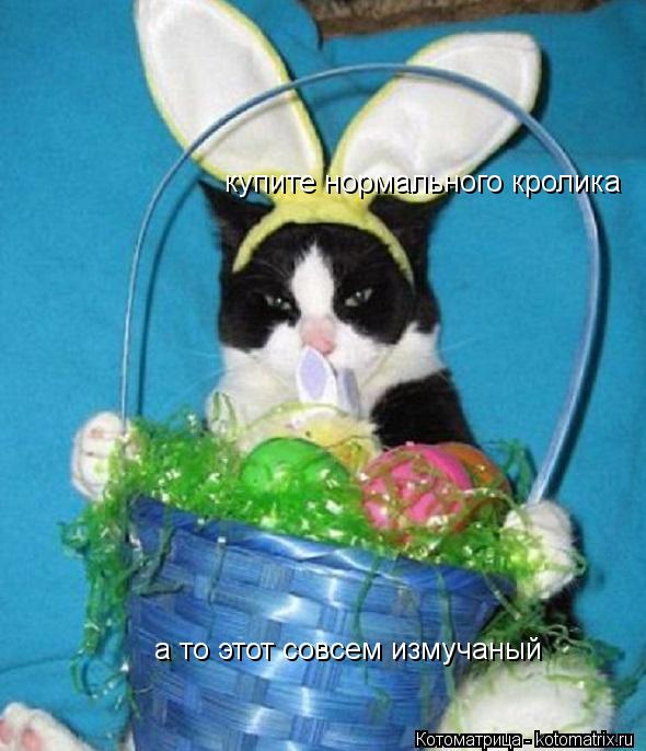 купите нормального кролика а то этот совсем измучаный... Котоматрица: купите нормального кролика а то этот совсем измучаный