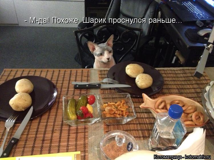 - М-да! Похоже, Шарик проснулся раньше...... Котоматрица: - М-да! Похоже, Шарик проснулся раньше...