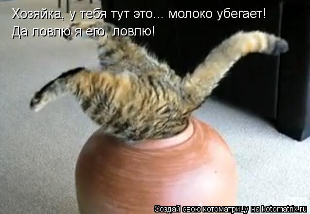 Хозяйка, у тебя тут это... молоко убегает! Да ловлю я его, ловлю!... Котоматрица: Хозяйка, у тебя тут это... молоко убегает! Да ловлю я его, ловлю!