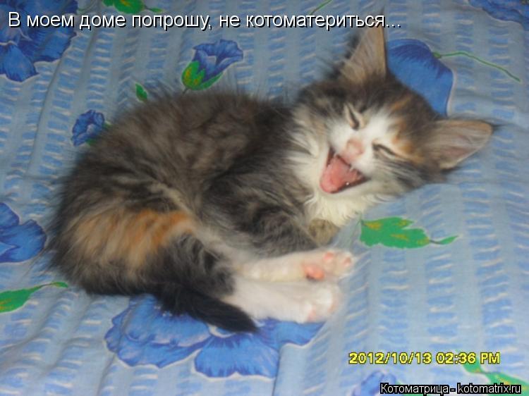В моем доме попрошу, не котоматериться...... Котоматрица: В моем доме попрошу, не котоматериться...