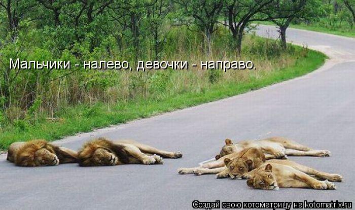 Мальчики - налево, девочки - направо.... Котоматрица: Мальчики - налево, девочки - направо.