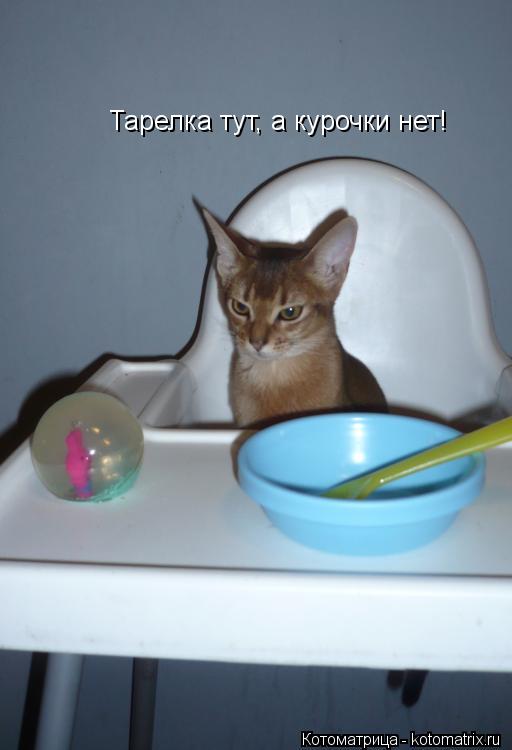 Тарелка тут, а курочки нет!... Котоматрица: Тарелка тут, а курочки нет!