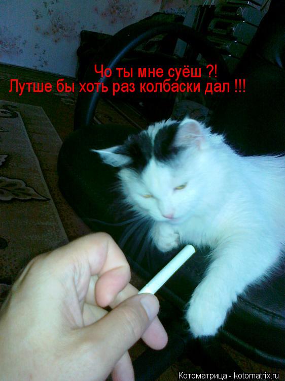 Котоматрица: Чо ты мне суёш ?! Лутше бы хоть раз колбаски дал !!!