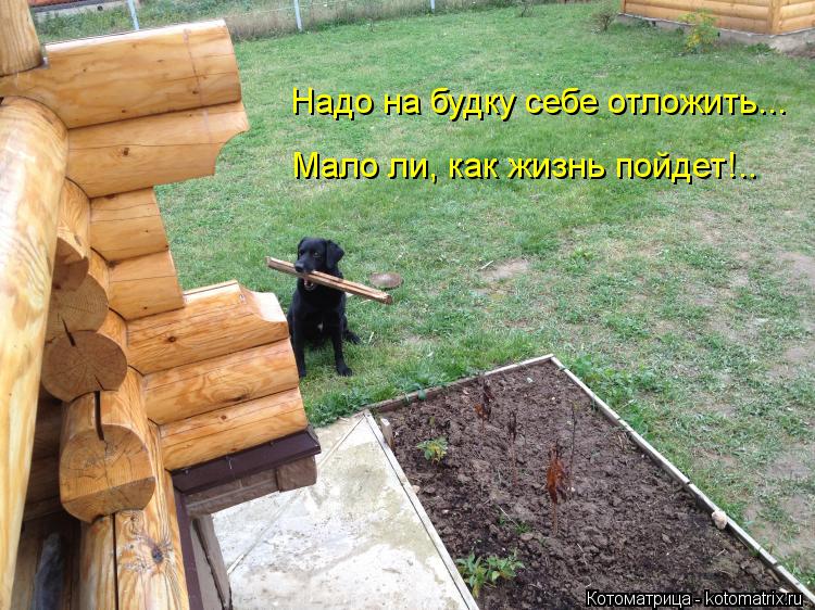 Котоматрица: Надо на будку себе отложить... Мало ли, как жизнь пойдет!..