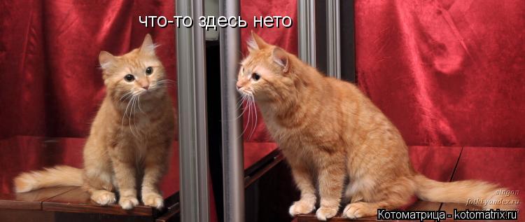 что-то здесь нето... Котоматрица: что-то здесь нето