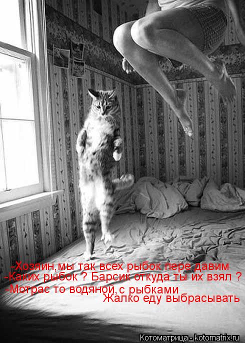 Котоматрица: -Хозяин,мы так всех рыбок пере давим -Мотрас то водяной, с рыбками Жалко еду выбрасывать -Каких рыбок ? Барсик откуда ты их взял ?