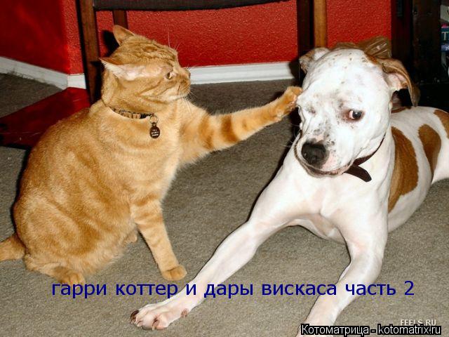 Котоматрица: гарри коттер и дары вискаса часть 2