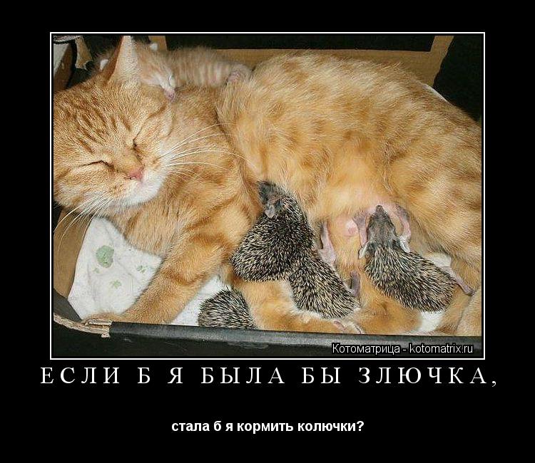Котоматрица: ЕСЛИ Б Я БЫЛА БЫ ЗЛЮЧКА,  стала б я кормить колючки?