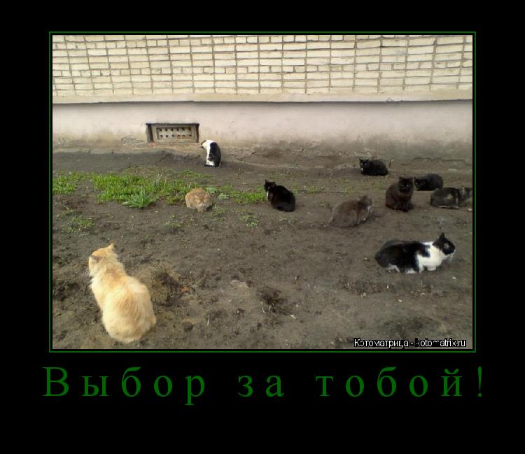 Выбор за тобой! ... Котоматрица: Выбор за тобой!
