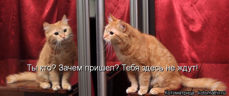 Ты кто? Зачем пришел? Тебя здесь не ждут!... Котоматрица: Ты кто? Зачем пришел? Тебя здесь не ждут!
