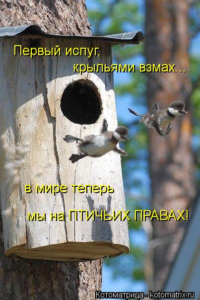 Первый испуг, крыльями взмах... в мире теперь мы на ПТИЧЬИХ ПРАВАХ!... Котоматрица: Первый испуг, крыльями взмах... в мире теперь мы на ПТИЧЬИХ ПРАВАХ!