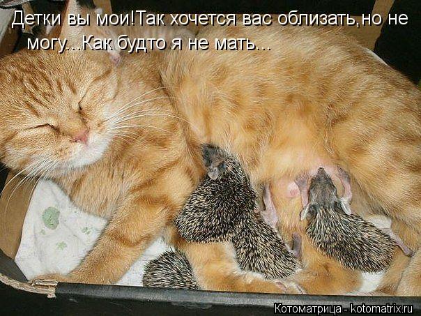 Детки вы мои!Так хочется вас облизать,но не могу...Как будто я не мать...... Котоматрица: Детки вы мои!Так хочется вас облизать,но не могу...Как будто я не мать...