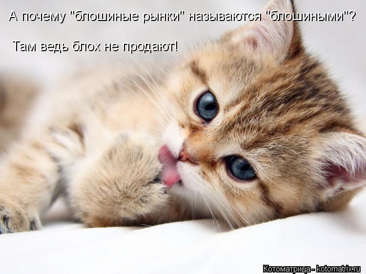 А почему "блошиные рынки" называются "блошиными"? Там ведь блох не продают!... Котоматрица: А почему "блошиные рынки" называются "блошиными"? Там ведь блох не продают!