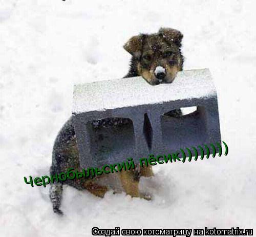Чернобыльский пёсик))))))))... Котоматрица: Чернобыльский пёсик))))))))