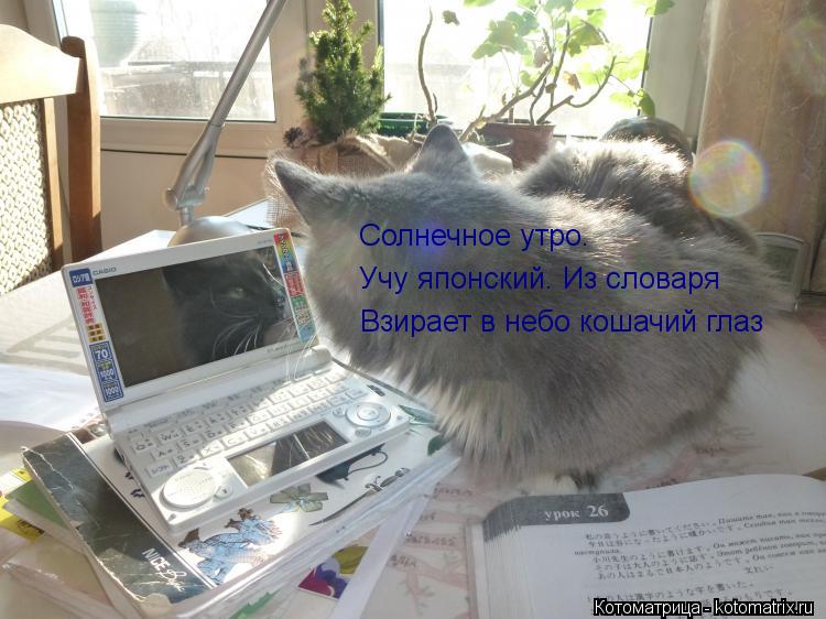 Взирает в небо кошачий глаз Учу японский. Из словаря Солнечное утро.... Котоматрица: Взирает в небо кошачий глаз Учу японский. Из словаря Солнечное утро.