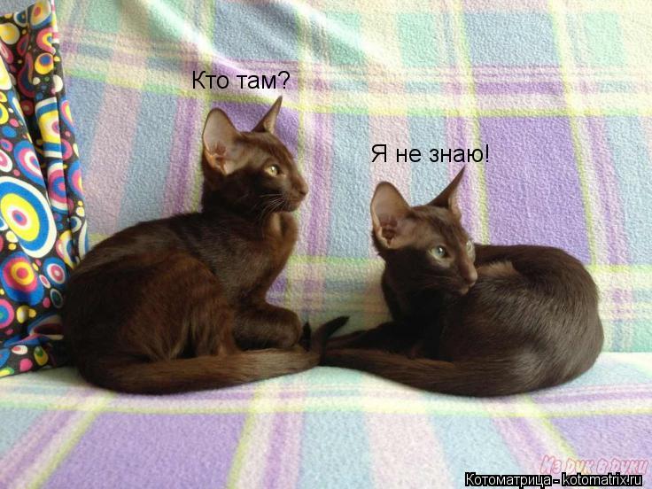 Кто там? Я не знаю!... Котоматрица: Кто там? Я не знаю!