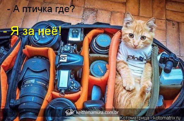 - А птичка где? - Я за неё!... Котоматрица: - А птичка где? - Я за неё!